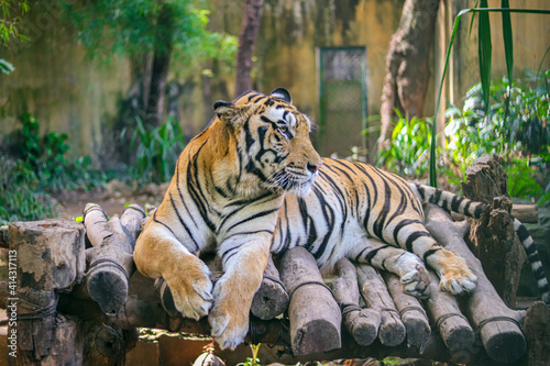 tiger in the zoo