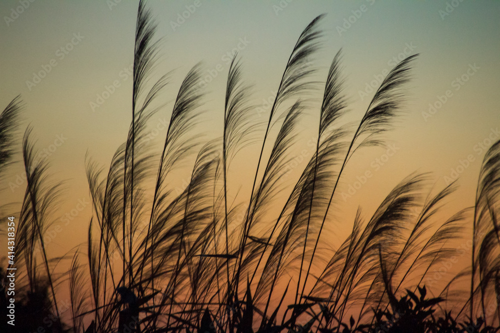 grass field at sunset