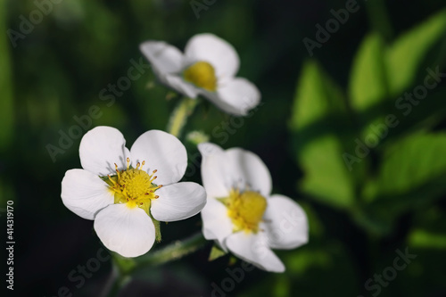 Delicate white flowers and green leaves of strawberries in the garden