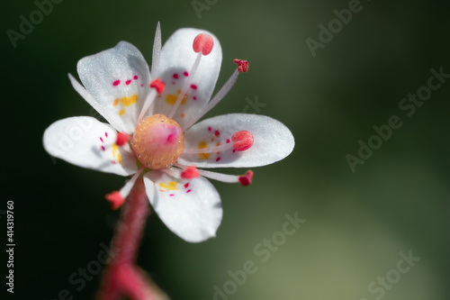 Blooming flower of saxifrage umbrosa in the summer garden close-up © Галина Сандалова