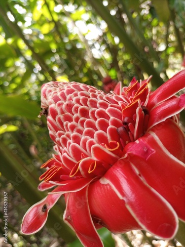 tamarind flower from North Sumatra or more often called keconbrang / kincung photo