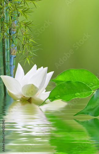 Composition aquatique zen, lotus, bambou et ficus
