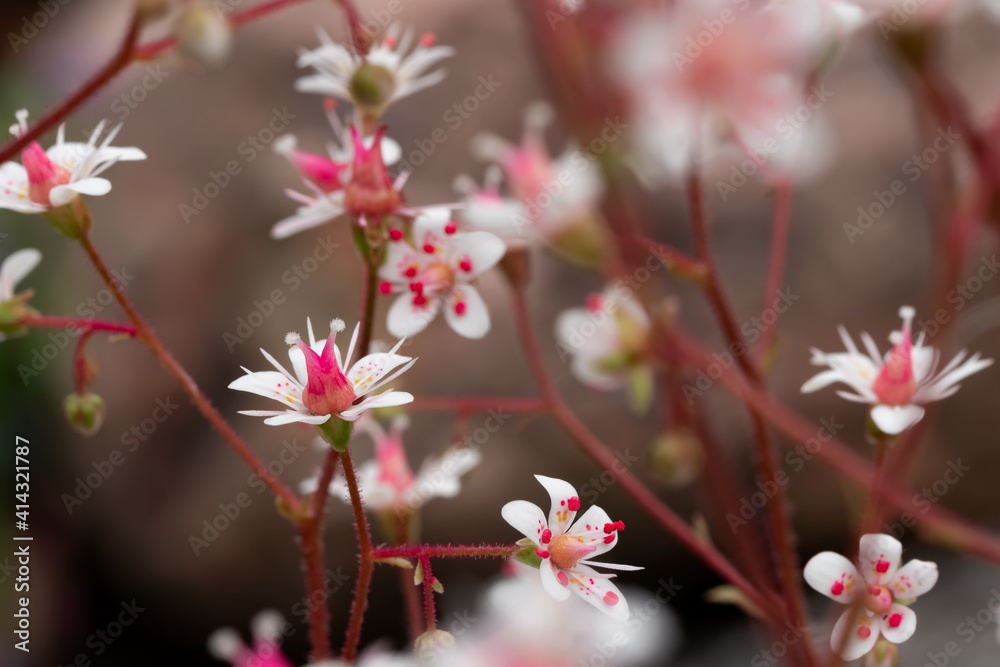 Blooming flowers of saxifrage umbrosa in the summer garden close-up Blooming flowers of saxifrage umbrosa in the summer garden close-up