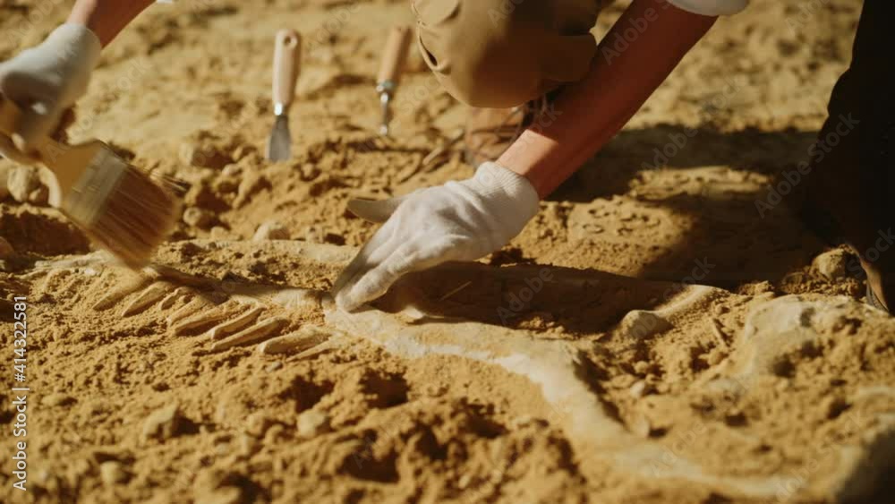 Paleontologist Cleaning Tyrannosaurus Dinosaur Skeleton with Brushes. Archeologists Discover Fossil Remains of New Predator Species. Archeological Excavation Digging Site. Close-up Focus on Hands