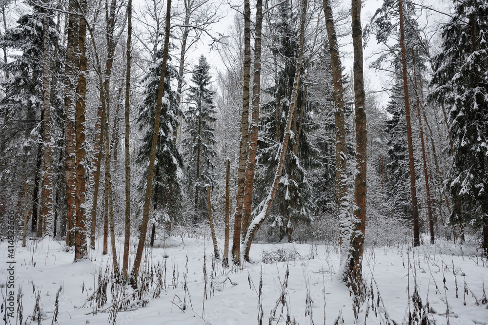 Winter landscape in the forest.