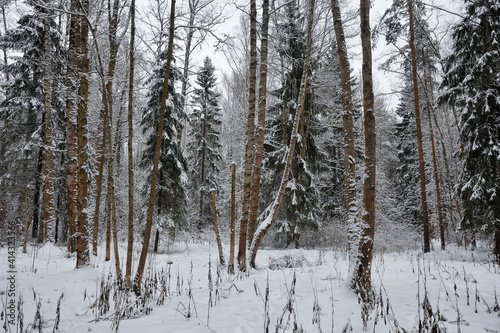 Winter landscape in the forest.