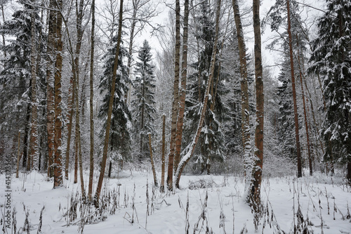 Obraz na płótnie Winter landscape in the forest. w salonie