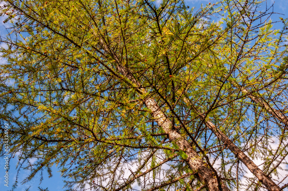 Branch of larch with green leaves on the background with blue sky. Season autumn Branch of larch with green leaves on the background with blue sky. Season autumn