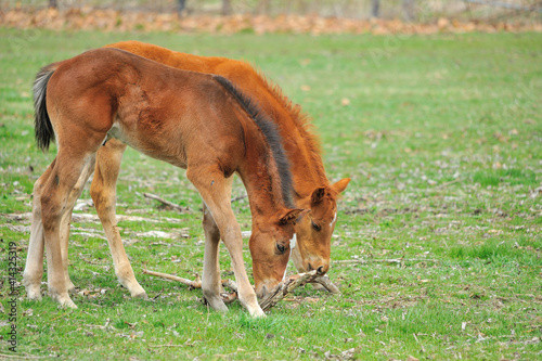 Fototapeta Naklejka Na Ścianę i Meble -  牧場で遊ぶ美しいサラブレッドの仔馬