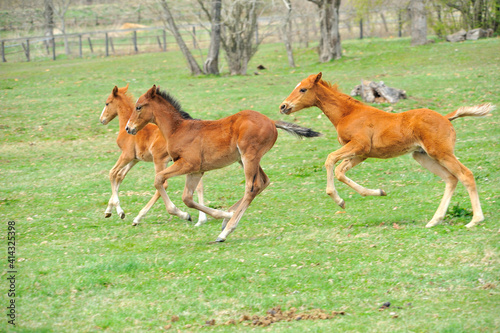 牧場で遊ぶ美しいサラブレッドの仔馬