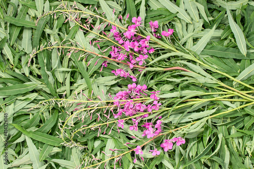 Harvesting fireweed for tea - drying laid out leaves and flowers, top view
