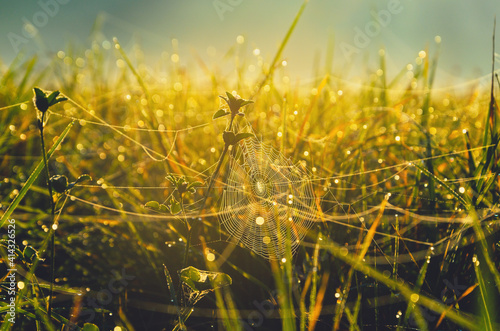 Sunny autumn scene with spider web in wet meadow grass at foggy september morning. 