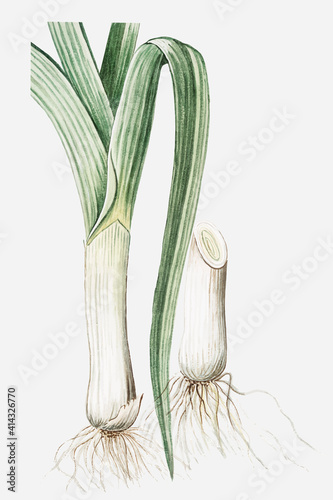 Leek roots vector