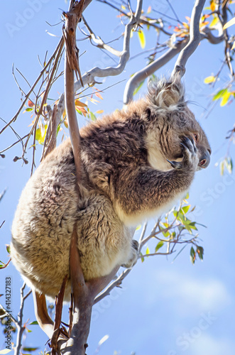 Portrait of cute cuddly koala in a tree Perth WA