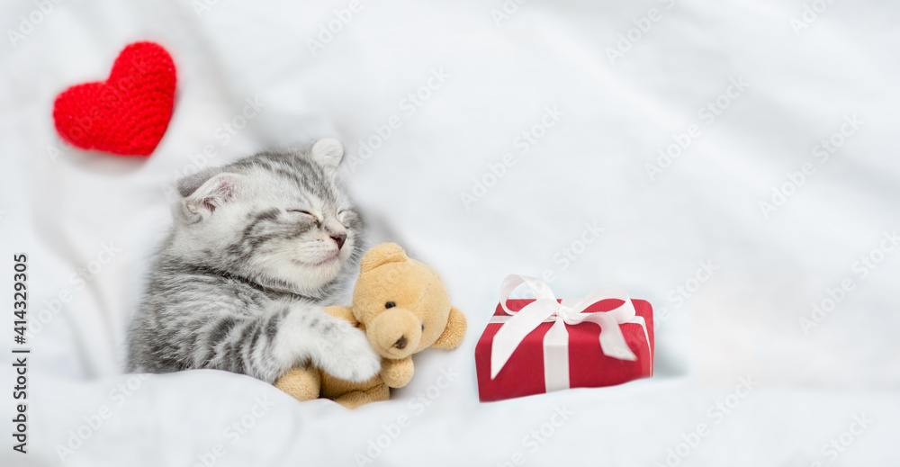 Tiny tabby kitten sleeps under white blanket with red heart and gift box and hugs toy bear. Top down view. Empty space for text