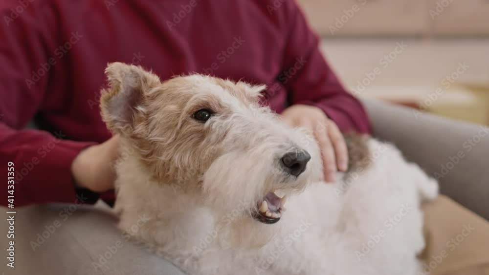 Medium long of happy joyful Wire Fox Terrier dog lying on knees of cropped unrecognizable owner, person petting dog with hand Medium long of happy joyful Wire Fox Terrier dog lying on knees of cropped unrecognizable owner, person petting dog with hand