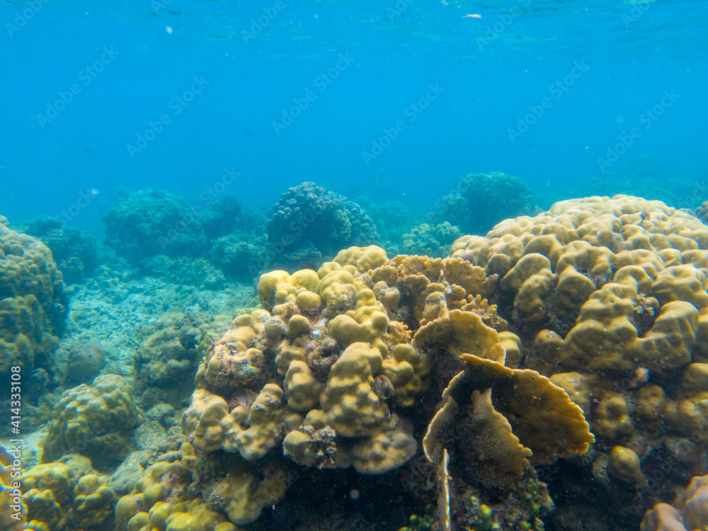 Vivid seascape with blue water and coral reef. Underwater view of sea bottom. Tropical sea snorkeling or diving Vivid seascape with blue water and coral reef. Underwater view of sea bottom. Tropical sea snorkeling or diving