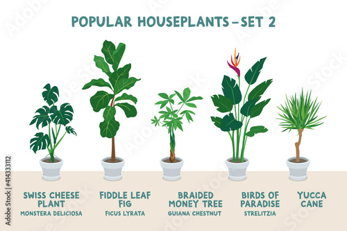 Set of Popular Indoor Houseplants in White Pots - Set 2