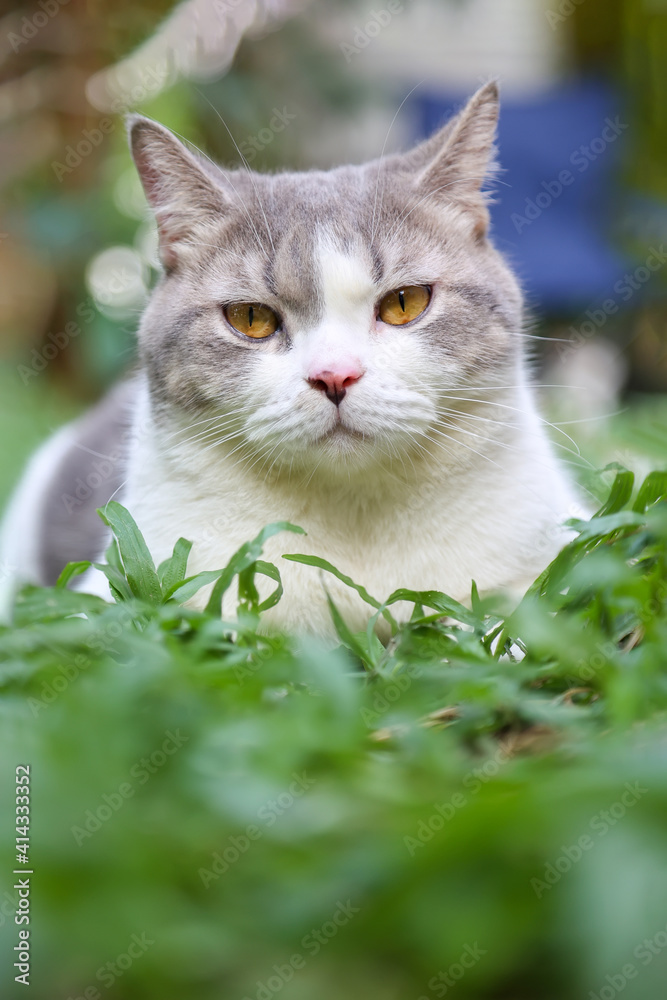 scottish fold cat sitting in the garden with green grass. Calico cat looking at camera.