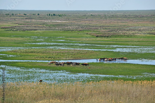 Zhambyl region, Kazakhstan - 05.17.2013 : The animals went out to pasture with different vegetation along the riverbed. View from the helicopter. photo