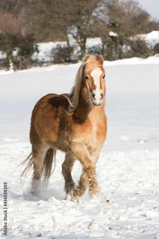 Pferd (Haflinger) im Schnee