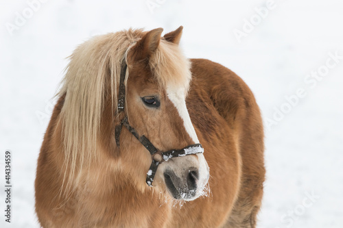 Pferd (Haflinger) im Schnee