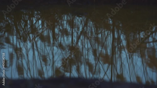 Brush reflecting in a puddle