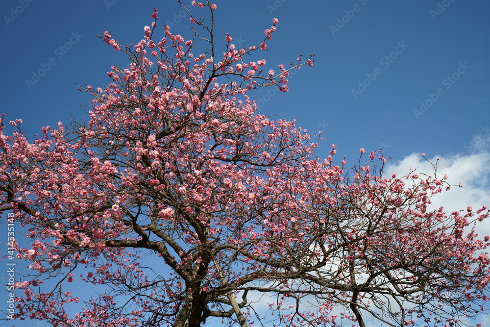 青空を背景に梅の木にピンク色の花が咲く 青空を背景に梅の木にピンク色の花が咲く