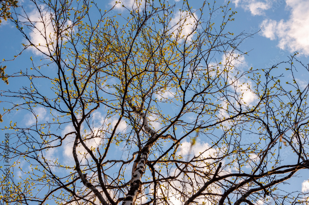 Branch of birch with light green leaves on the background with tender blue sky. Bottom view. Season early spring Branch of birch with light green leaves on the background with tender blue sky. Bottom view. Season early spring