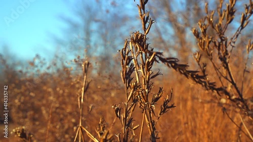 Grass moving by the wind during golden hour