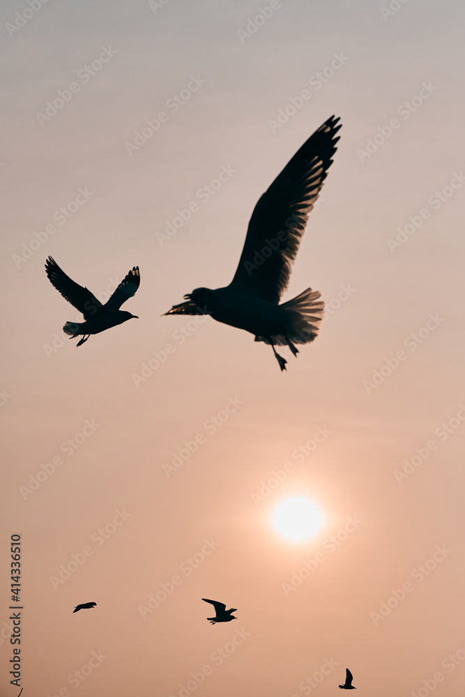 Fototapeta premium Seagulls gliding above gulf of Thailand