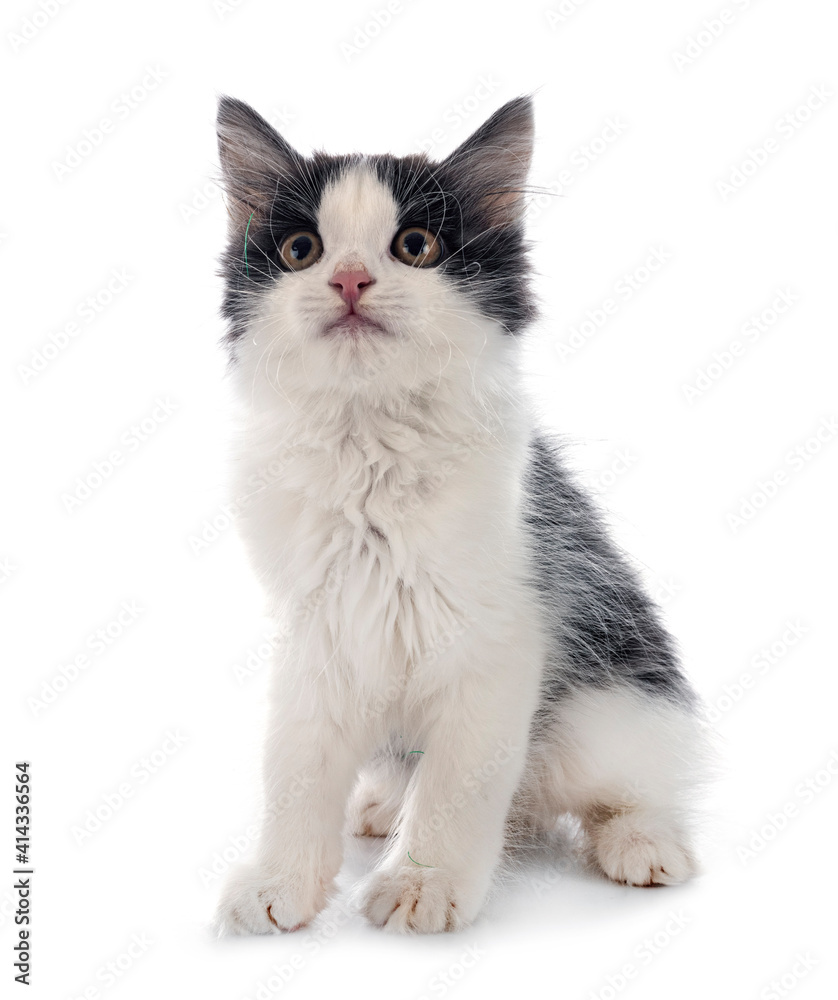 Fototapeta premium Kurilian Bobtail in studio