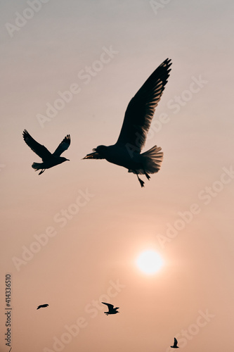 Seagulls gliding above gulf of Thailand © Puripat