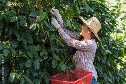 Workers harvest berries, Arabica coffee, colorful coffee beans in the fields of business, industry, economy, agriculture, healthy food and lifestyle in northern Thailand.