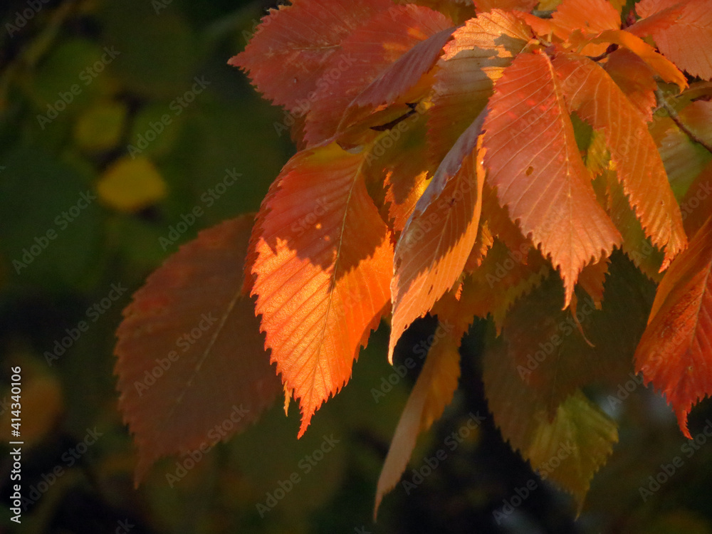 leaves in autumn