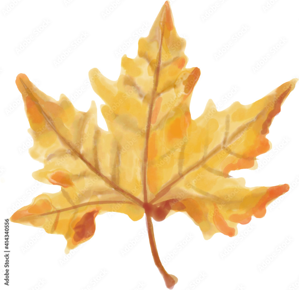 Obraz premium 楓の葉っぱ水彩イラスト