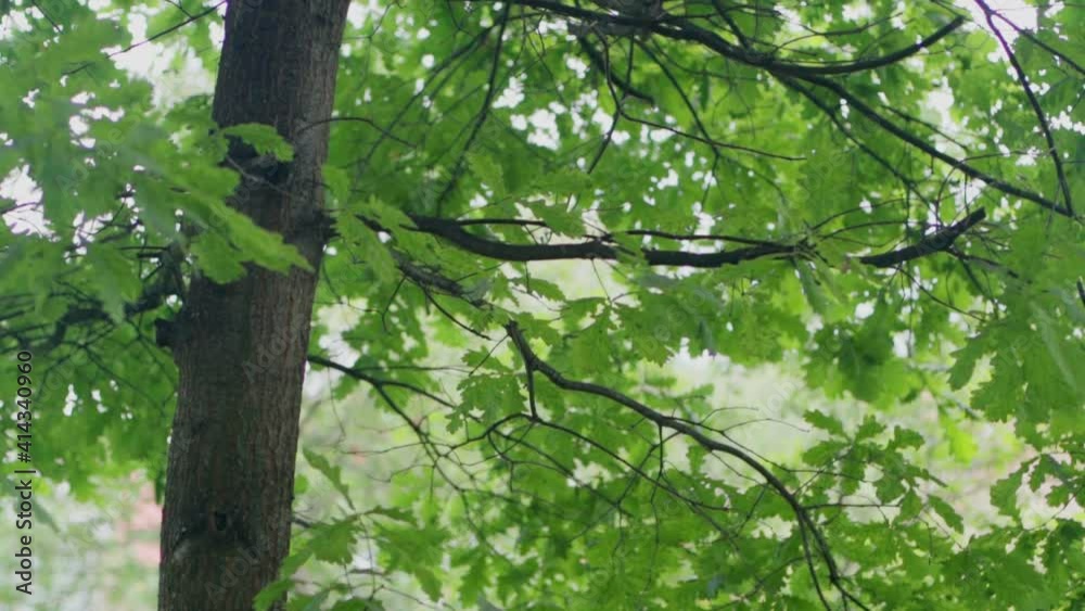 Green foliage, beautiful young oak tree. Green foliage, beautiful young oak tree.