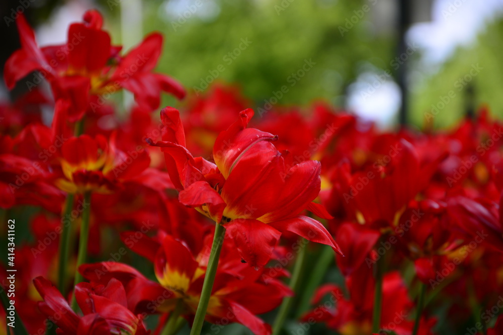 Rote Blumen im Fokus mit unscharfen Hintergrund in Norwegen