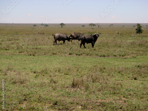 dangerous African buffaloes  © Abdeali
