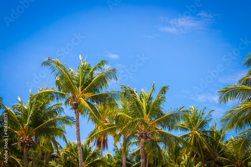 Big tall coconut trees on the beach by the sea