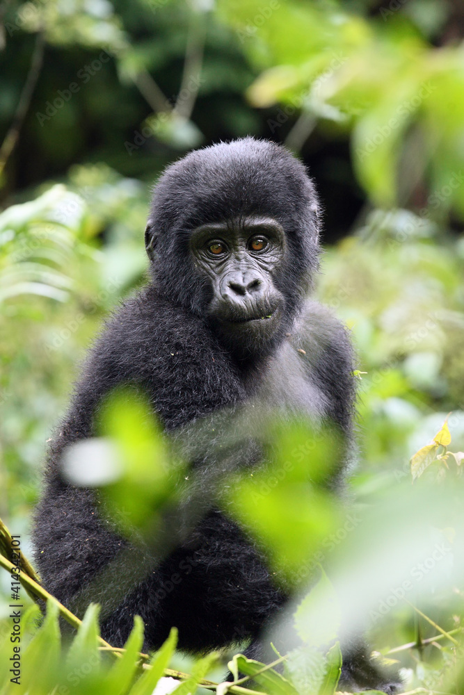 Fototapeta premium Mountain gorilla (Gorilla beringei beringei) resting in the greenery. Young gorilla in dense vegetation.