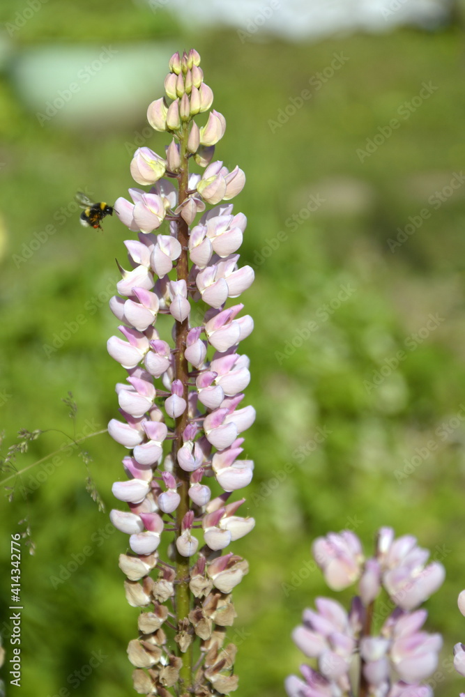 Saint Petersburg Russia. June 13 2016. Pink powder flowers of garden dolphinium on a summer day on a green vegetable background Saint Petersburg Russia. June 13 2016. Pink powder flowers of garden dolphinium on a summer day on a green vegetable background