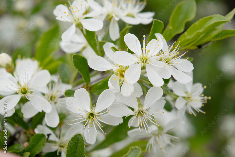 white shrub flowers close up white shrub flowers close up
