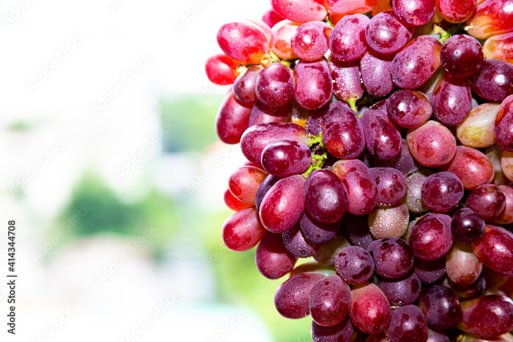 fresh red grape with water drop isolated