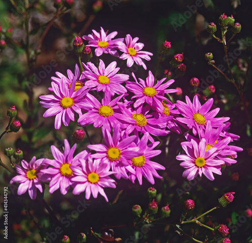 Flowering Senecio glastifolius in a Mediterranean garden