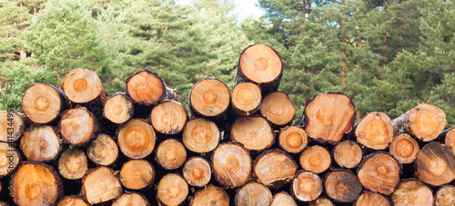 Logging, deforestation of the planet. stacked logs.