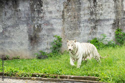 the White Tiger in zoo at songkha thailand photo