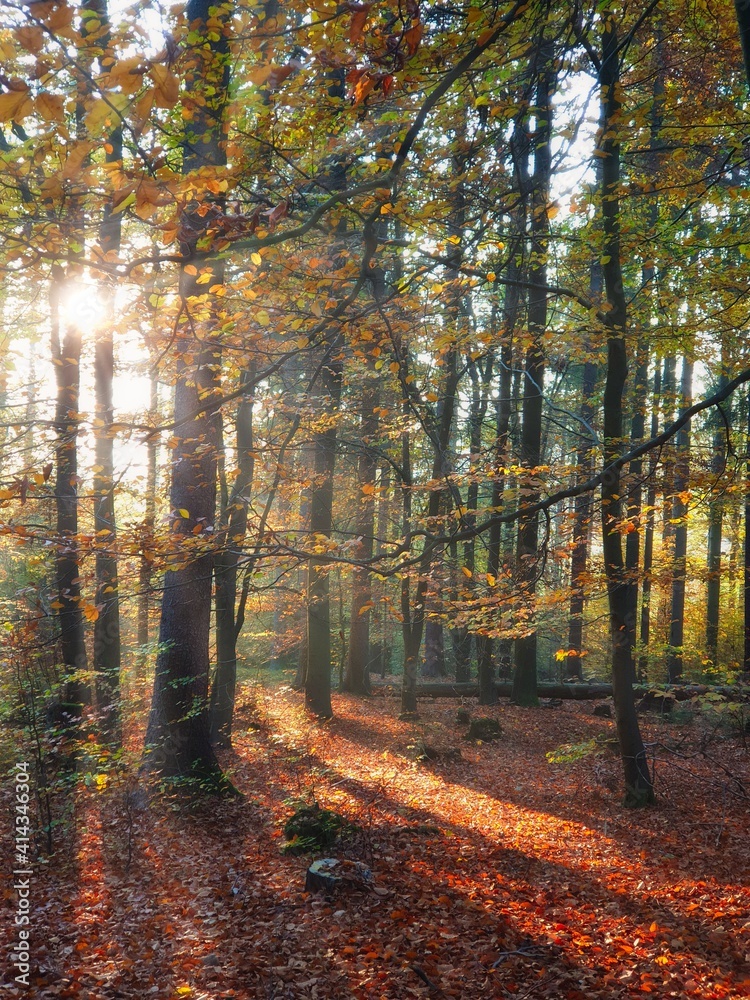 sun rays flood the autumn forest