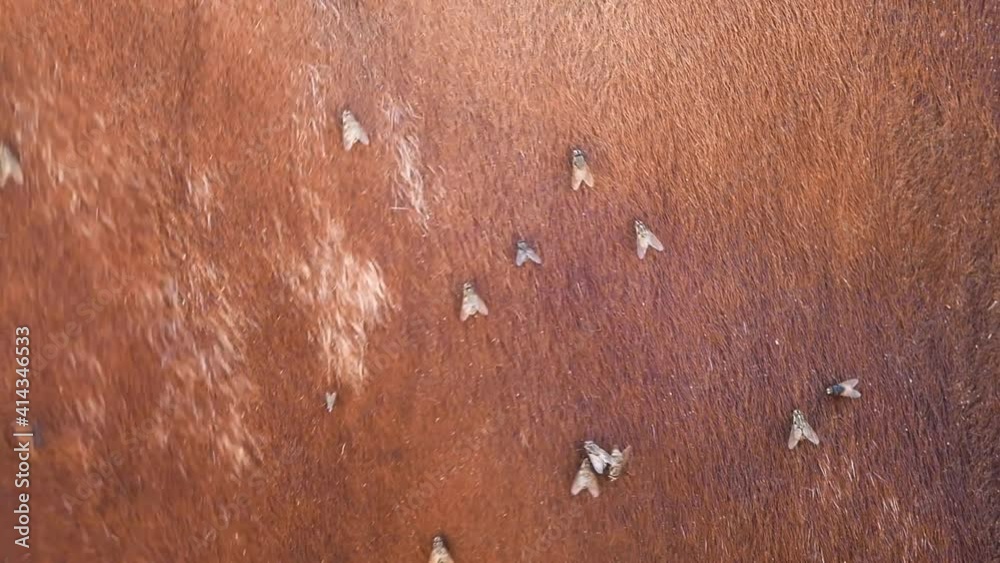 Swarm flies hanging on the body of a big horn cow also known as Watusi ...