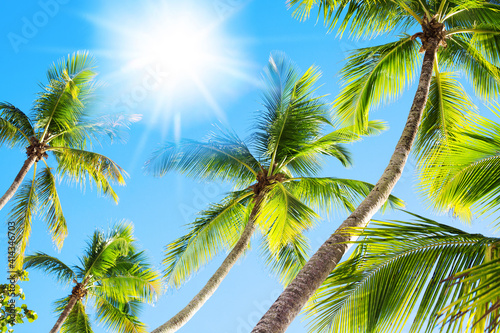 Green palm tree branches blue sky background, bright shiny sun rays, palm leaves, sunlight glow, beautiful nature, sea beach landscape, summer holidays, exotic tropical island vacation, travel concept